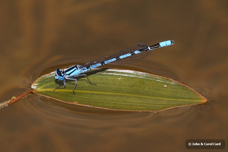 IMG_1802 Enallagma cyathigerum male.JPG